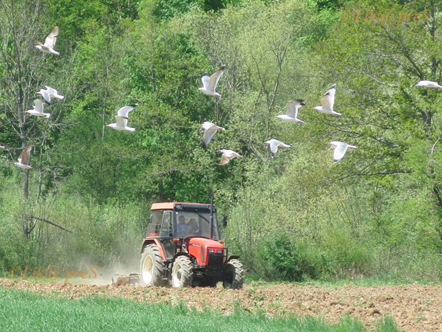 Proljetno oranje u Smiljanu/Arhiva Lika pressa Gospić                                                                                                                                                                                                     